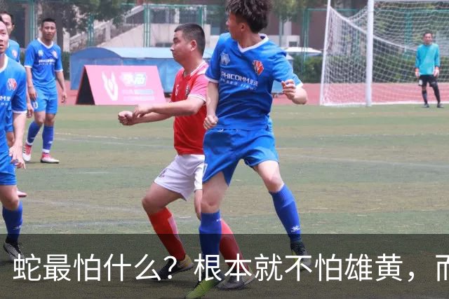 蛇最怕什么？根本就不怕雄黄，而是这四样，第4种沾上就会让它毙命